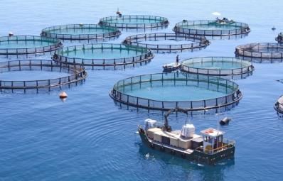 Fish cages (10m)
