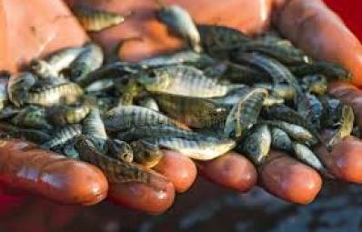 TILAPIA FINGERLINGS (FISH BABY)