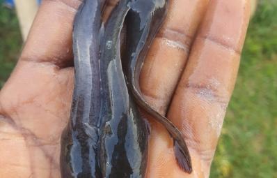 CATFISH FINGERLINGS (FISH BABY)